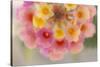 USA, Arizona. Abstract detail of lantana flowers.-Jaynes Gallery-Stretched Canvas