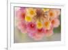 USA, Arizona. Abstract detail of lantana flowers.-Jaynes Gallery-Framed Premium Photographic Print