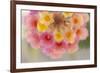 USA, Arizona. Abstract detail of lantana flowers.-Jaynes Gallery-Framed Premium Photographic Print