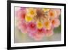 USA, Arizona. Abstract detail of lantana flowers.-Jaynes Gallery-Framed Premium Photographic Print