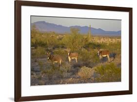 USA, Arizona, Alamo Lake State Park. Wild burros in the desert-Kevin Oke-Framed Premium Photographic Print