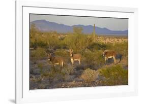 USA, Arizona, Alamo Lake State Park. Wild burros in the desert-Kevin Oke-Framed Premium Photographic Print