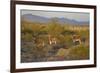 USA, Arizona, Alamo Lake State Park. Wild burros in the desert-Kevin Oke-Framed Premium Photographic Print