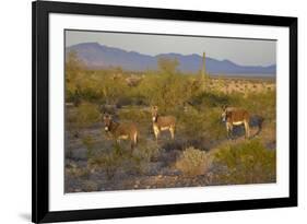 USA, Arizona, Alamo Lake State Park. Wild burros in the desert-Kevin Oke-Framed Premium Photographic Print