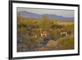 USA, Arizona, Alamo Lake State Park. Wild burros in the desert-Kevin Oke-Framed Premium Photographic Print