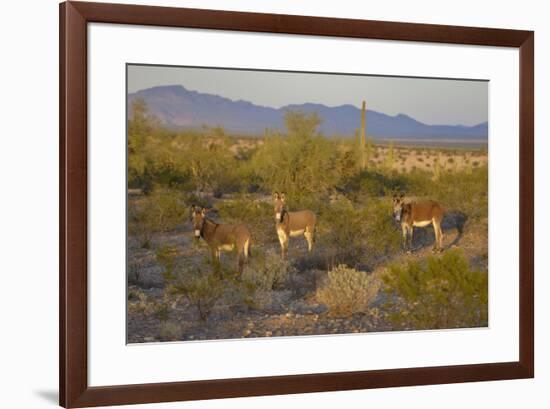 USA, Arizona, Alamo Lake State Park. Wild burros in the desert-Kevin Oke-Framed Premium Photographic Print