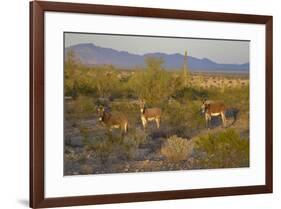 USA, Arizona, Alamo Lake State Park. Wild burros in the desert-Kevin Oke-Framed Premium Photographic Print