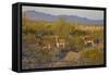 USA, Arizona, Alamo Lake State Park. Wild burros in the desert-Kevin Oke-Framed Stretched Canvas