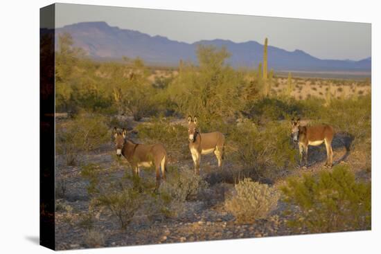 USA, Arizona, Alamo Lake State Park. Wild burros in the desert-Kevin Oke-Stretched Canvas