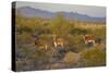 USA, Arizona, Alamo Lake State Park. Wild burros in the desert-Kevin Oke-Stretched Canvas