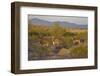 USA, Arizona, Alamo Lake State Park. Wild burros in the desert-Kevin Oke-Framed Photographic Print