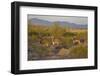 USA, Arizona, Alamo Lake State Park. Wild burros in the desert-Kevin Oke-Framed Photographic Print