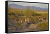 USA, Arizona, Alamo Lake State Park. Wild burros in the desert-Kevin Oke-Framed Stretched Canvas