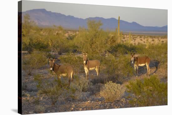 USA, Arizona, Alamo Lake State Park. Wild burros in the desert-Kevin Oke-Stretched Canvas