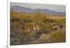 USA, Arizona, Alamo Lake State Park. Wild burros in the desert-Kevin Oke-Framed Photographic Print