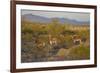 USA, Arizona, Alamo Lake State Park. Wild burros in the desert-Kevin Oke-Framed Photographic Print