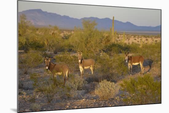 USA, Arizona, Alamo Lake State Park. Wild burros in the desert-Kevin Oke-Mounted Photographic Print