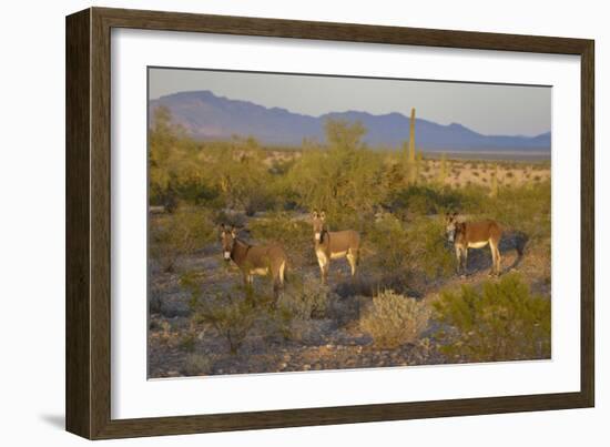 USA, Arizona, Alamo Lake State Park. Wild burros in the desert-Kevin Oke-Framed Photographic Print