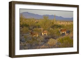 USA, Arizona, Alamo Lake State Park. Wild burros in the desert-Kevin Oke-Framed Photographic Print