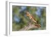 USA, Arizona, Amado. Female Cardinal on Branch-Wendy Kaveney-Framed Photographic Print