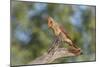 USA, Arizona, Amado. Female Cardinal on Branch-Wendy Kaveney-Mounted Photographic Print