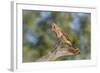 USA, Arizona, Amado. Female Cardinal on Branch-Wendy Kaveney-Framed Photographic Print