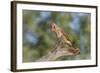 USA, Arizona, Amado. Female Cardinal on Branch-Wendy Kaveney-Framed Photographic Print