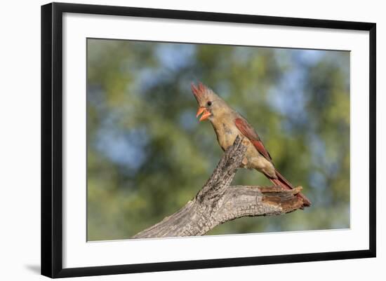 USA, Arizona, Amado. Female Cardinal on Branch-Wendy Kaveney-Framed Photographic Print