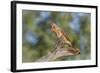 USA, Arizona, Amado. Female Cardinal on Branch-Wendy Kaveney-Framed Photographic Print