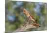 USA, Arizona, Amado. Female Cardinal on Branch-Wendy Kaveney-Mounted Photographic Print