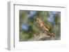 USA, Arizona, Amado. Female Cardinal on Branch-Wendy Kaveney-Framed Photographic Print