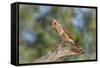 USA, Arizona, Amado. Female Cardinal on Branch-Wendy Kaveney-Framed Stretched Canvas