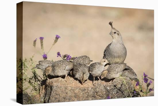 USA, Arizona, Amado. Female Gambel's Quail with Chicks-Wendy Kaveney-Stretched Canvas