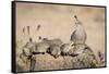 USA, Arizona, Amado. Female Gambel's Quail with Chicks-Wendy Kaveney-Framed Stretched Canvas