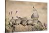 USA, Arizona, Amado. Female Gambel's Quail with Chicks-Wendy Kaveney-Stretched Canvas