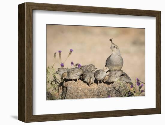 USA, Arizona, Amado. Female Gambel's Quail with Chicks-Wendy Kaveney-Framed Photographic Print