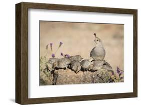 USA, Arizona, Amado. Female Gambel's Quail with Chicks-Wendy Kaveney-Framed Photographic Print