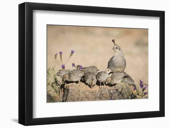 USA, Arizona, Amado. Female Gambel's Quail with Chicks-Wendy Kaveney-Framed Photographic Print