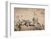 USA, Arizona, Amado. Female Gambel's Quail with Chicks-Wendy Kaveney-Framed Photographic Print