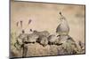 USA, Arizona, Amado. Female Gambel's Quail with Chicks-Wendy Kaveney-Mounted Photographic Print