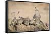 USA, Arizona, Amado. Female Gambel's Quail with Chicks-Wendy Kaveney-Framed Stretched Canvas
