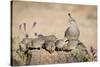 USA, Arizona, Amado. Female Gambel's Quail with Chicks-Wendy Kaveney-Stretched Canvas