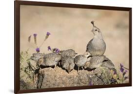 USA, Arizona, Amado. Female Gambel's Quail with Chicks-Wendy Kaveney-Framed Photographic Print