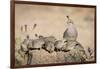 USA, Arizona, Amado. Female Gambel's Quail with Chicks-Wendy Kaveney-Framed Photographic Print