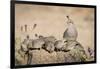 USA, Arizona, Amado. Female Gambel's Quail with Chicks-Wendy Kaveney-Framed Photographic Print