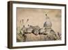 USA, Arizona, Amado. Female Gambel's Quail with Chicks-Wendy Kaveney-Framed Photographic Print