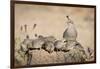 USA, Arizona, Amado. Female Gambel's Quail with Chicks-Wendy Kaveney-Framed Premium Photographic Print