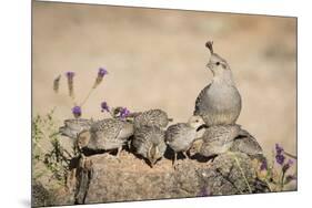 USA, Arizona, Amado. Female Gambel's Quail with Chicks-Wendy Kaveney-Mounted Premium Photographic Print