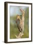 USA, Arizona, Amado. Female Gila Woodpecker on Dead Tree Trunk-Wendy Kaveney-Framed Photographic Print