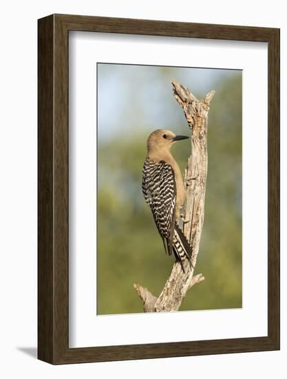 USA, Arizona, Amado. Female Gila Woodpecker on Dead Tree Trunk-Wendy Kaveney-Framed Photographic Print